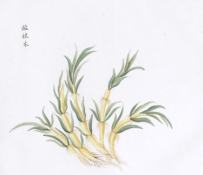 放杖木中草药国画素材插画国画
