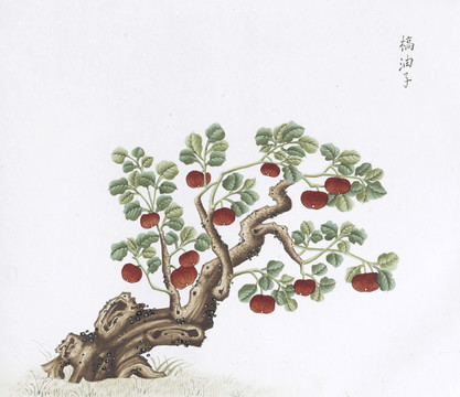 无患子中草药国画素材插画国画