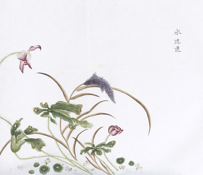 水边莲中草药国画素材插画国画