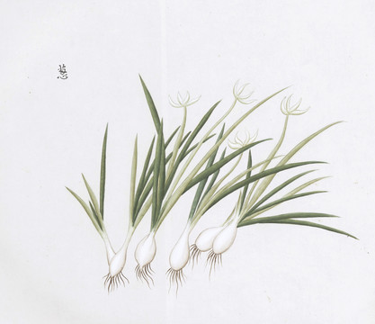 小葱中草药国画素材插画国画