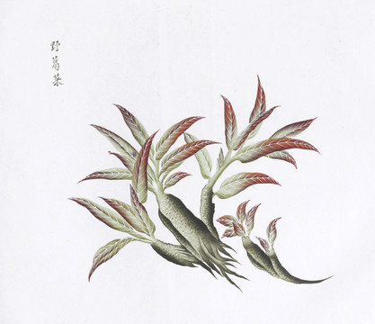 野葛菜中草药国画素材插画国画