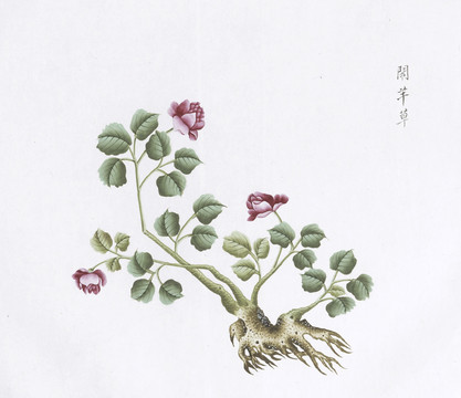 闹羊草中草药国画素材插画国画