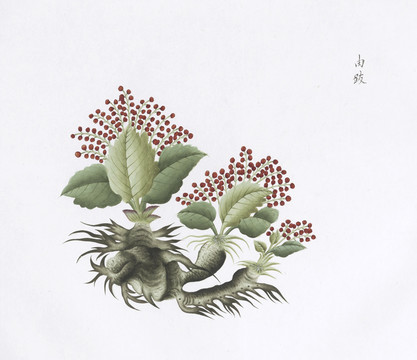 由跋中草药国画素材插画国画