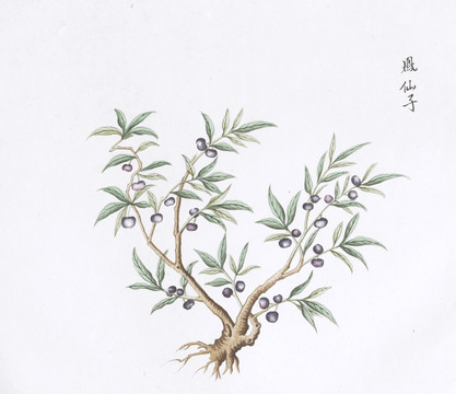 凤仙子中草药国画素材插画国画