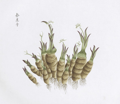 秦皮中草药国画素材插画国画