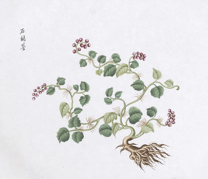 石胡荽中草药国画素材插画国画