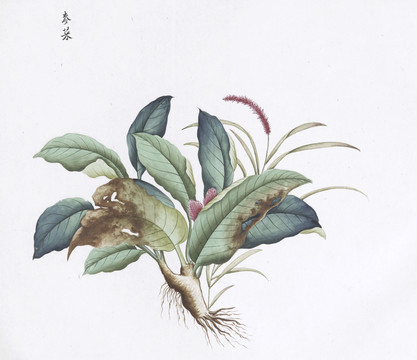 麦菜中草药国画素材插画国画
