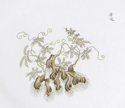 苦风中草药国画素材插画国画