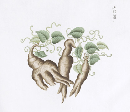 山豹薯中草药国画素材插画国画