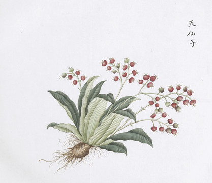 天仙子中草药国画素材插画国画