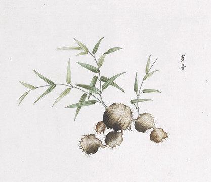 茅香中草药国画素材插画国画