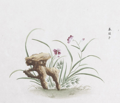春罗子中草药国画素材插画国画