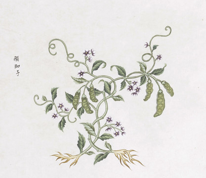 预知子中草药国画素材插画国画