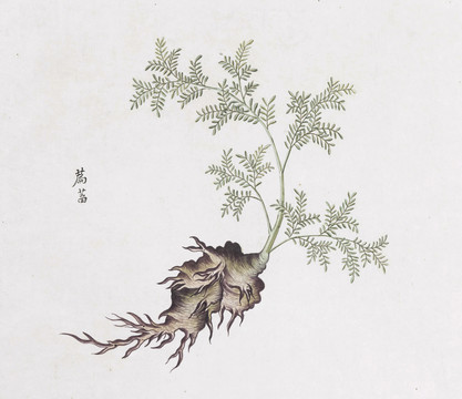 萹蓄中草药国画素材插画国画