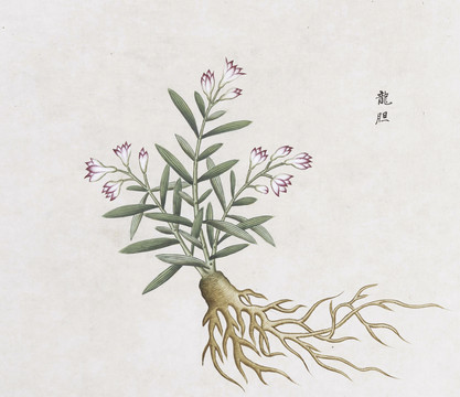 龙胆中草药国画素材插画国画