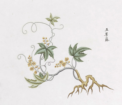 五叶藤中草药国画素材插画国画