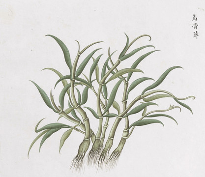乌骨草中草药国画素材插画国画
