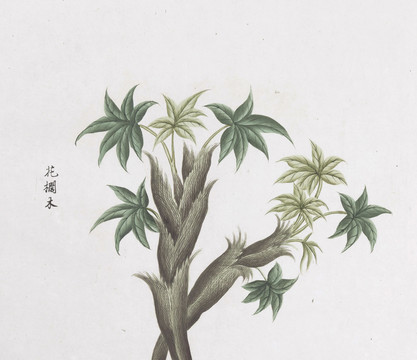 花榈木中草药国画素材插画国画