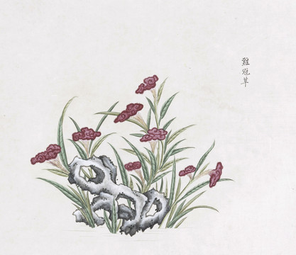 鸡冠花中草药国画素材插画国画