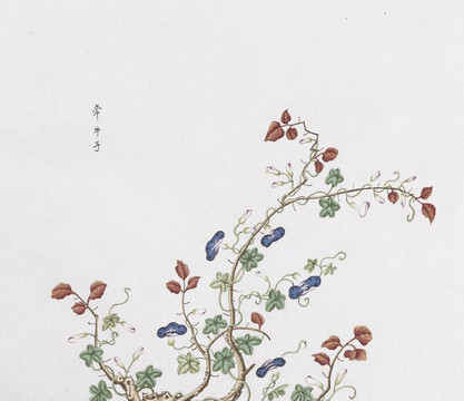 牵牛花中草药国画素材插画国画