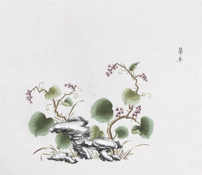 葎草中草药国画素材插画国画