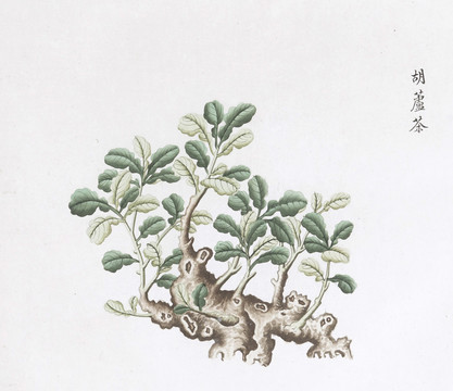 葫芦茶中草药国画素材插画国画