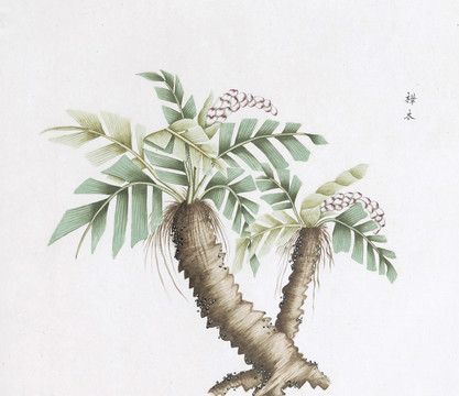叶木中草药国画素材插画国画