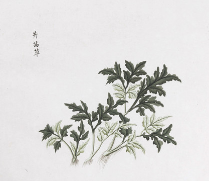 井茜草中草药国画素材插画国画