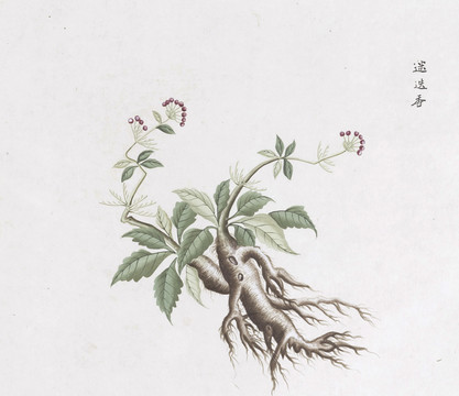 迷迭香中草药国画素材插画国画