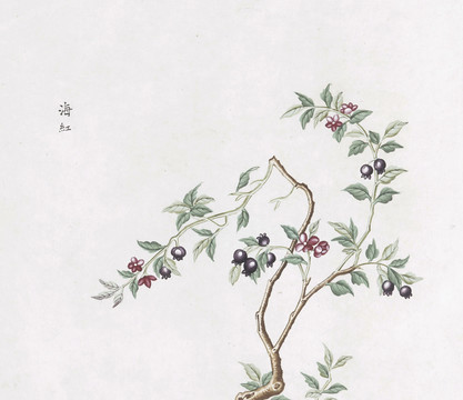 海红中草药国画素材插画国画