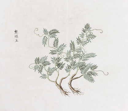 野绿豆中草药国画素材插画国画