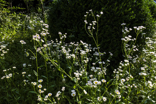 野生小菊花