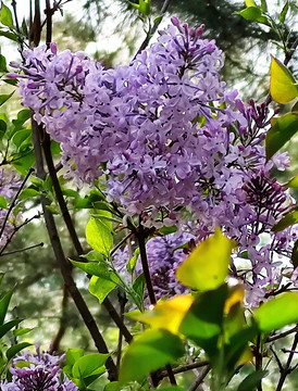 丁香花