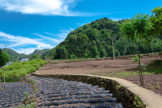 田间小路