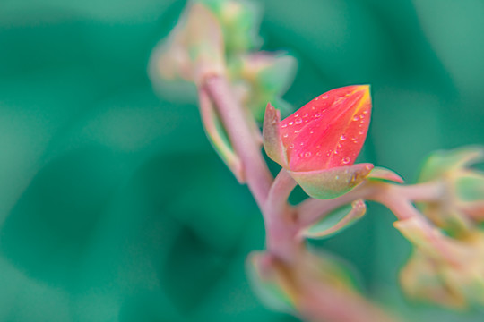 宝石花