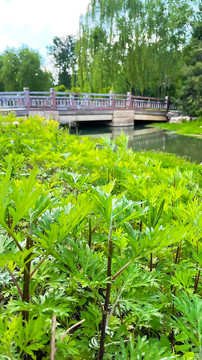 湖景游园风光