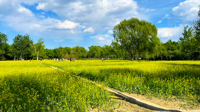 野外的油菜花海