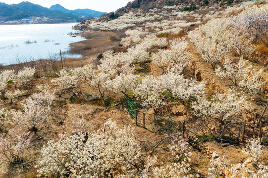 崂山樱桃