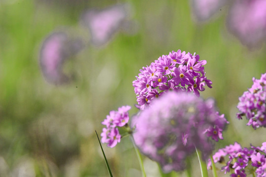 华紫球花报春三月花野花药材