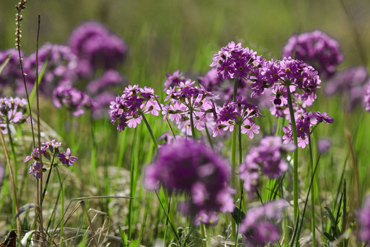 华紫球花报春三月花野花药材