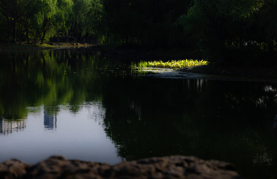 湖中水草