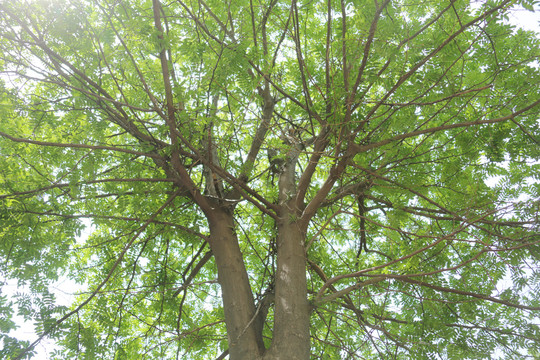 皂角树