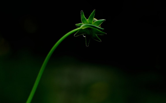 金鸡菊