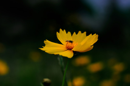 金鸡菊