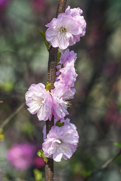 粗树枝杆上浅色的小桃红花