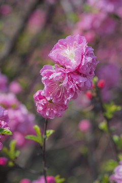 一大团粉色的盛开的愉叶梅花