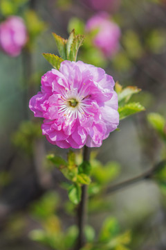 一朵粉色的盛开的小桃红花