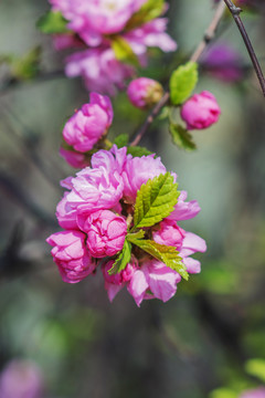 一团粉色盛开的小桃红花
