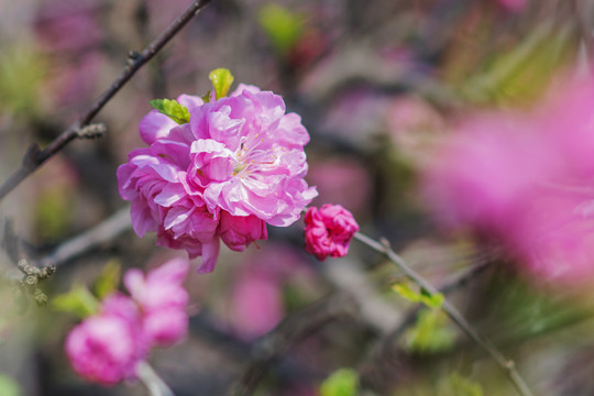 一团粉色盛开的愉叶梅花