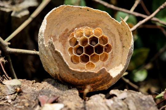 野蜂巢